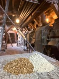 A pile of wheat grain and a pile of milled flour side by side on a worktable inside the mill